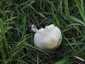 Fehér tarlógomba (Leucoagaricus leucothites), Budai-hegység